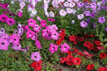 Pink and red flowers of petunias in mid October