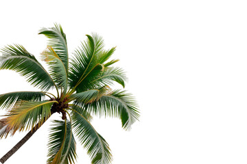 the upper part of a palm tree with green leaves