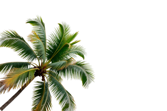 the upper part of a palm tree with green leaves