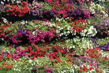 Profusion of colorful flowers of petunias in June