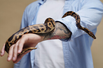 Person is handling a snake, showcasing tattooed arm, while wearing blue shirt. Snake is curling...