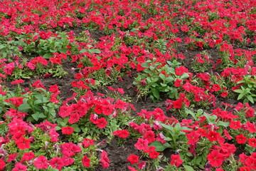Plentiful scarlet red flowers of petunias in August
