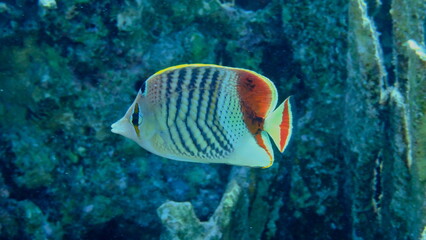 Eritrean butterflyfish or crown butterflyfish (Chaetodon paucifasciatus) undersea, Red Sea, Egypt, Sharm El Sheikh, Montazah Bay