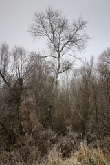 Forest backwoods in winter, naturally protected area.
