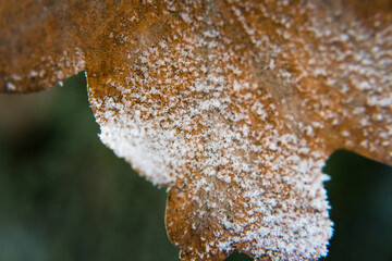 Nature in winter, frost, rime, icing.
