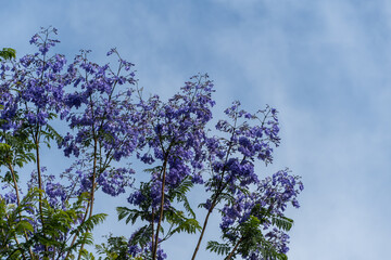 Public landscape park “Krasnodar” or “Galitsky Park”. Purple inflorescences on branches of...