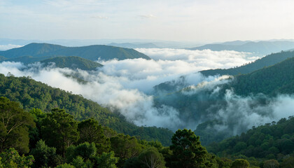 Misty rainforest landscape enveloped in clouds, nature's serenity