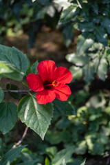 Chinese rose or Hawaiian hibiscus in sunlight. Bright big Chinese hibiscus flower (Hibiscus rosa-sinensis) on blurred green garden background. Nature concept for design. Place for your text.