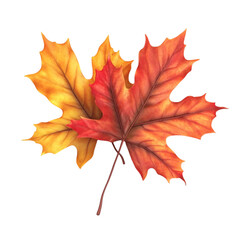 Fototapeta premium Autumn Maple Leaves vibrant colors abstract background,