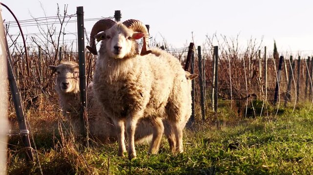 plan fixe avec des moutons dans les vignes de champagne, pour un travail &agrave; la t&acirc;che d'&eacute;co p&acirc;turage, entretien des vignes de fa&ccedil;on &eacute;cologique et naturelle avec les mouton de race