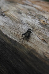 cricket on the branch photo