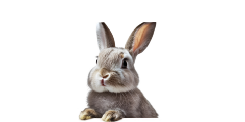 Cute Rabbit on White Background