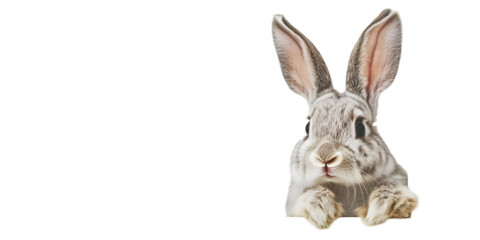 Obraz premium Cute Rabbit on White Background