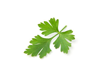 Fresh parsley leaves on white background