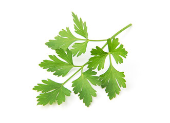 Fototapeta premium Fresh parsley leaves on white background