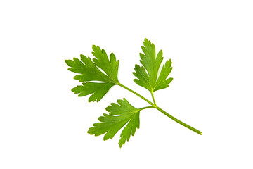 Fresh parsley leaves on white background