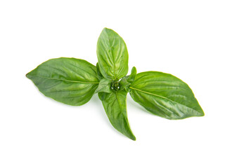Fresh green basil leaves, isolated on white background.