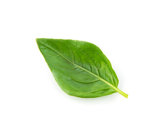 Fresh green basil leaves, isolated on white background.