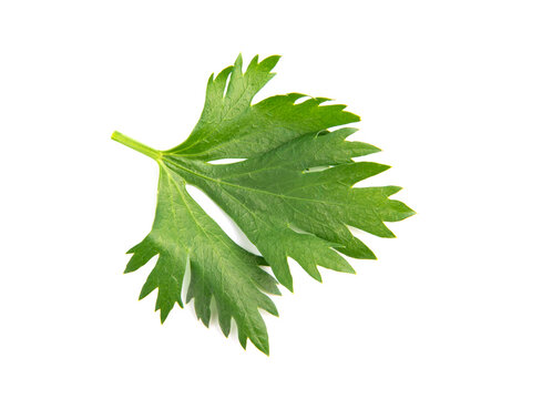 Celery leaf isolated on white background. Top view.