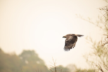 The beautiful eagle on flying with wings spread against clear evening sky with blurred mountain and some trees.