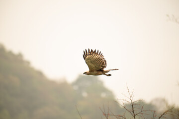 The beautiful eagle on flying with wings spread against clear evening sky with blurred mountain and some trees.