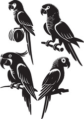 set of amazon parrot sitting poses,black and white amazon parrot, amazon parrot perched