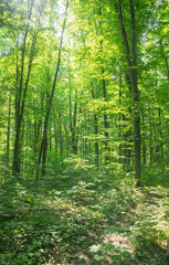 Sunlight in the green forest, spring time