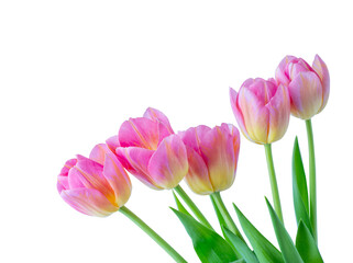 Pink tulip on white background.