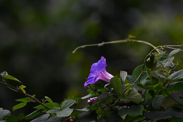The beautiful Japanese morning glory flower blossom in garden with green leaves. The background is dark green with foliage and blurred.
