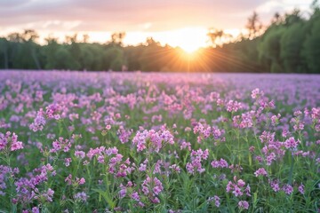 Fototapeta premium Purple Phacelia Flowers Blossoming in a Beautiful Sunrise Rural Landscape Meadow