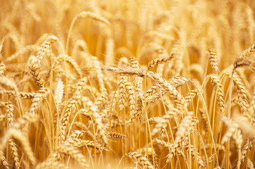 Fields of wheat at the end of summer fully ripe