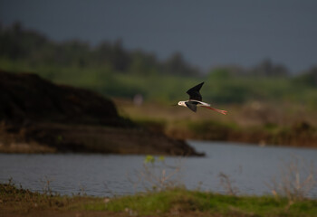 Fototapeta premium The beautiful black winged stilt with its wings spread wide, against a clear sky background. The bird is graceful flight.