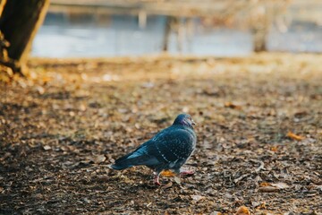 Serene park scene with pigeon