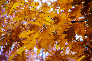 Bright autumn leaves in the natural environment.