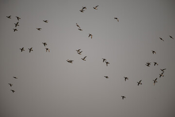 Lot of beautiful ducks flying with evening sunset background.