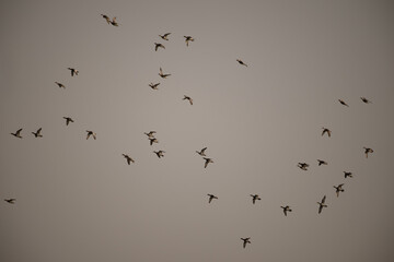 Lot of beautiful ducks flying with evening sunset background.