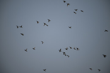 Lot of beautiful ducks flying with blue sky background.