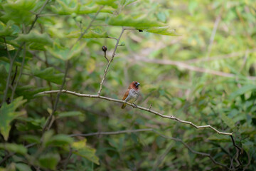 The beautiful small bird of scaly breasted munia bird perched on a  branch, with a soft, blurred background. The delicate pose on the sharp thorns adds on artistic contrast on natural composition. 