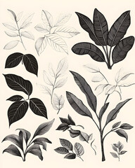 Banana are healthy food. And it is a useful fruit.