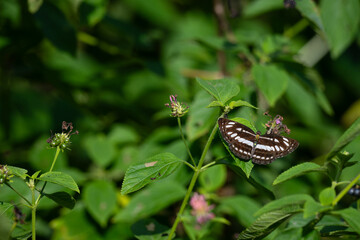 The beautiful short banded sailer butterfly with dark brown wings adorned with white markings, perched on a green leaf. the vibrant green foliage provides a stunning backdrop, emphasizing the details 