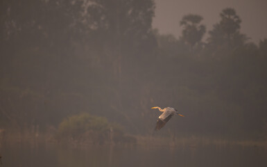 A majestic grey heron in mid flight against a soft, neutral toned background. The birds wings are fully extended, revealing intricate patterns of white and dark feathers.