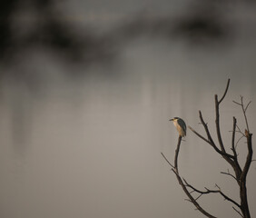 the black headed night heron perched on a barren tree branch, set against a muted gray background.