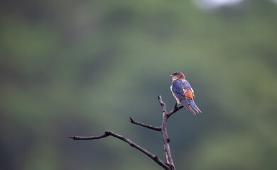 The  vibrant Red rumped swallow perched on a thin branch against a soft, blurred green background. They have a dark blue - green back, a chestnut colored breast and belly and a white rump.