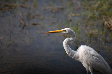 The beautiful close up view of Egret with a long, slender neck and an orange yellow beak, set against a blurred natural background with water and vegetation. 