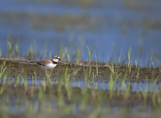 The beautiful Little ringed plover standing on a muddy wetland with sparse grass and a reflecting...