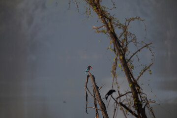 The vivid red and blue common kingfisher perched atop a dried tree branch , set against a soft, blurred backdrop of a calm environment.