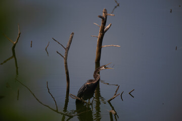 The beautiful Oriental darter, also known as a snakebird standing in shallow water with its long...