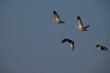 The beautiful flock of four duck flying against a clear blue sky. The have dark brown bodies with white patches on their wings , long neck and beaks.