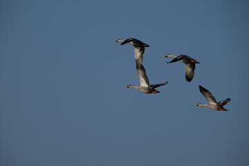 The beautiful flock of four duck flying against a clear blue sky. The have dark brown bodies with white patches on their wings , long neck and beaks.
