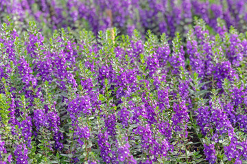 beautiful snapdragon flowers for backgrounds 